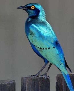 Данил Строков