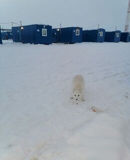 Валерий Добин